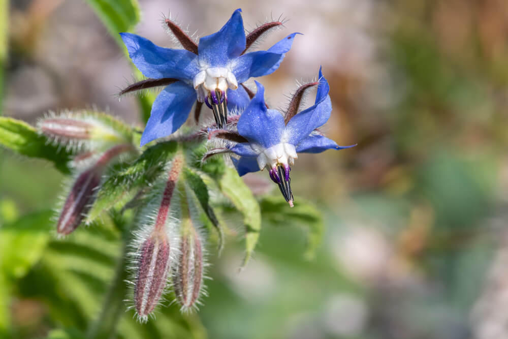 Óleo de borragem benefícios para pele